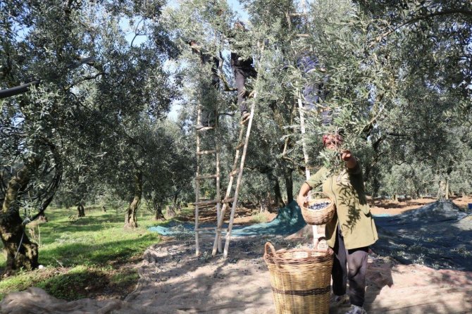 Marmarabirlik Ürün Bedellerinin Tamamını Ödüyor