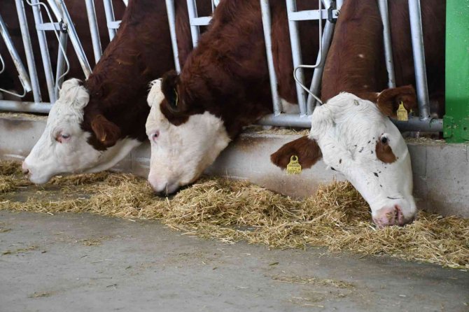 Sanal Gerçeklik Gözlüğüyle İneklerin Süt Verimliliği Arttı