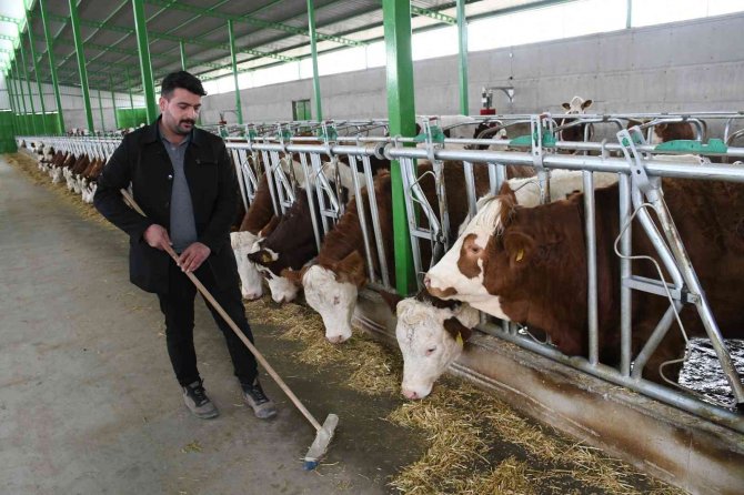 Sanal Gerçeklik Gözlüğüyle İneklerin Süt Verimliliği Arttı