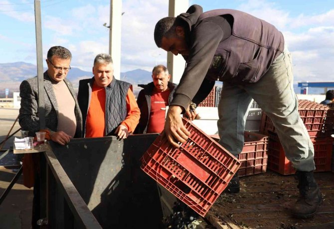 Alaşehir’de Üzüme Alternatif Zeytin Üretimi Hızla Artıyor