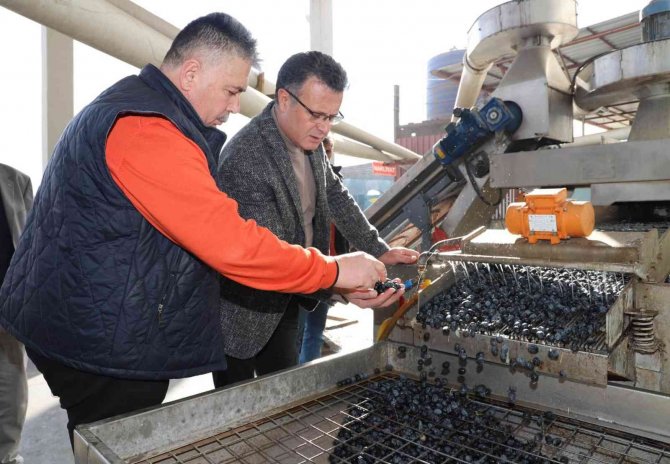 Alaşehir’de Üzüme Alternatif Zeytin Üretimi Hızla Artıyor