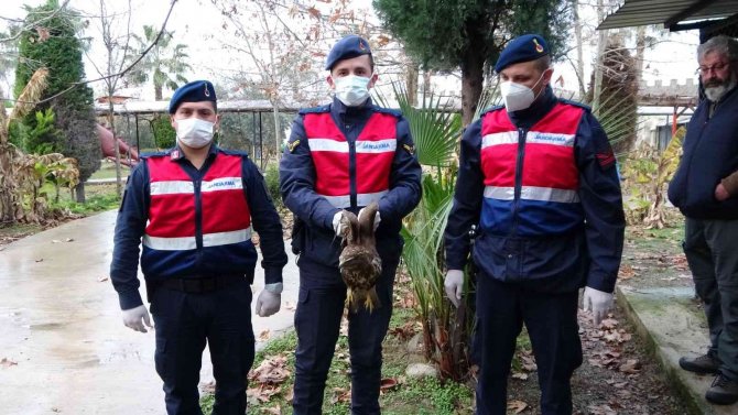 Avcıların Vurduğu Şahin Otelin Tenis Kortunda Yaralı Halde Bulundu