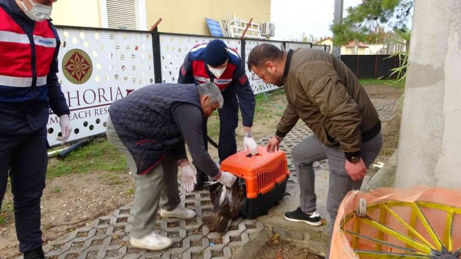 Avcıların Vurduğu Şahin Otelin Tenis Kortunda Yaralı Halde Bulundu