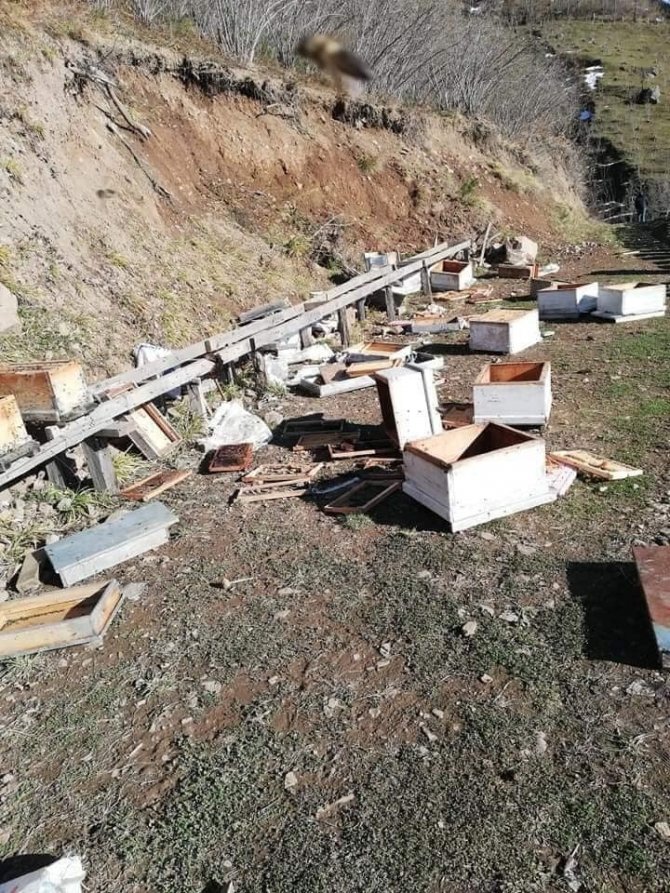 Artvin’de Kış Uykusuna Yatmayan Ayılar, Arı Kovanlarını Parçaladı