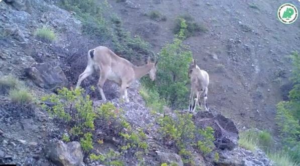 Yaban Hayatındaki Çeşitlilik Fotokapanlara Yansıdı