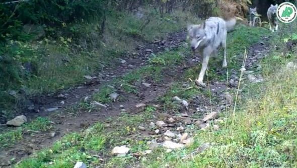 Yaban Hayatındaki Çeşitlilik Fotokapanlara Yansıdı