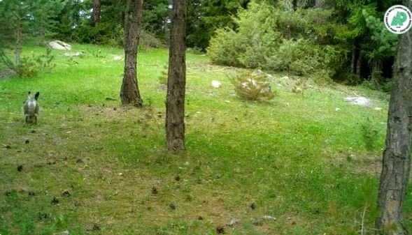 Yaban Hayatındaki Çeşitlilik Fotokapanlara Yansıdı