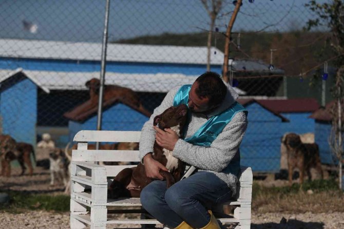 Sokağa Bırakılan Pitbullar İle Dost Oldu...onların Sokağa Terk Edilmesini İstemiyor