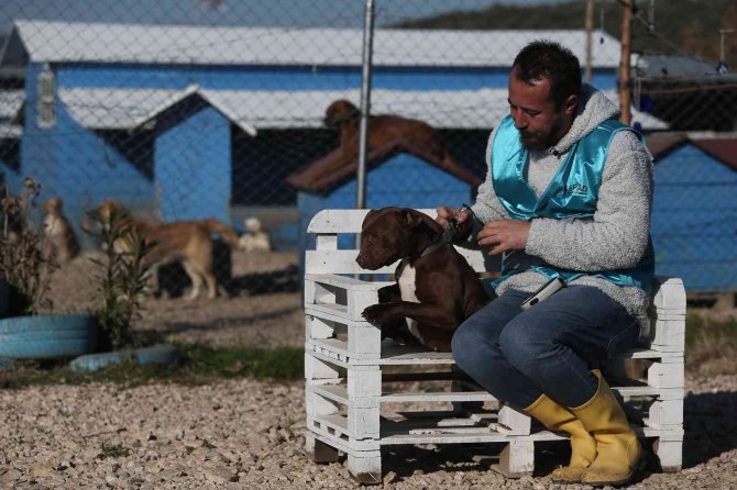 Sokağa Bırakılan Pitbullar İle Dost Oldu...onların Sokağa Terk Edilmesini İstemiyor