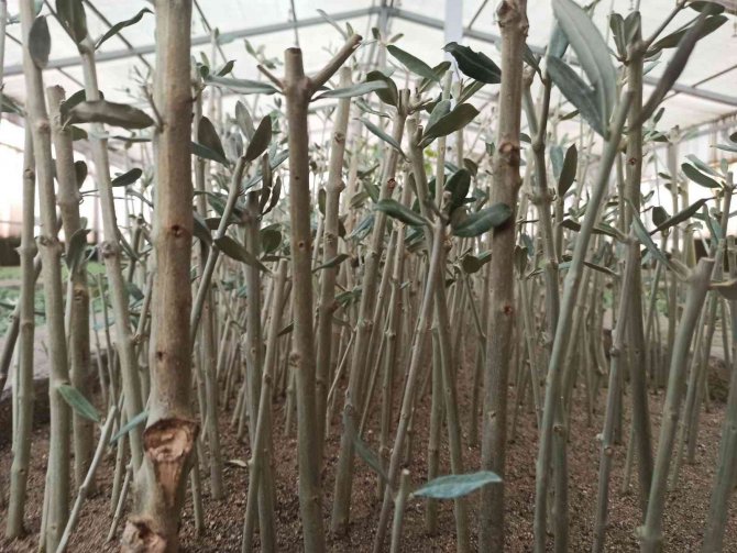 Zeytinin Genetik Zenginliği Koruma Altına Alınacak