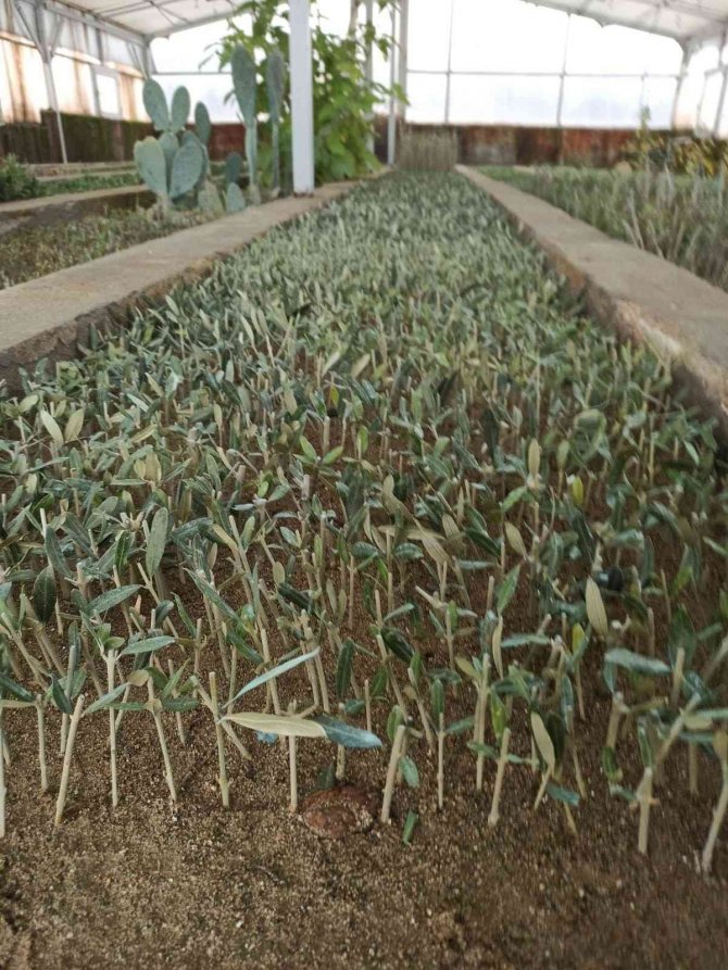 Zeytinin Genetik Zenginliği Koruma Altına Alınacak