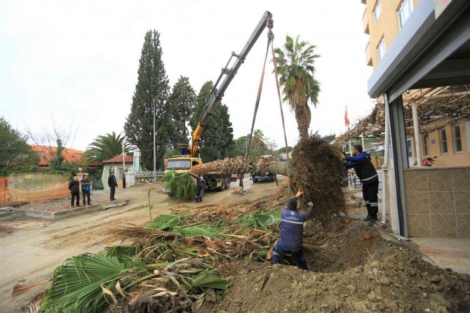 Ağaçlar Zarar Görmeden Taşınıyor