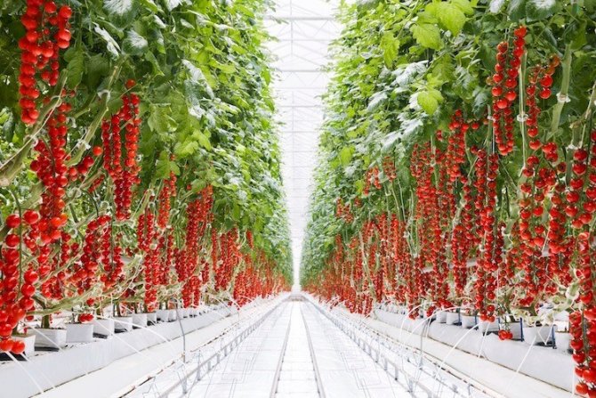 Kozaklı Osb Başvurusu Kabul Edildi