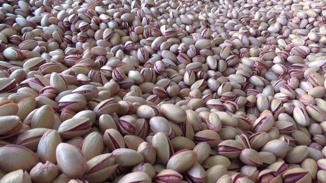 Siirt’ten Çin’e Yarım Milyon Dolarlık Fıstık İhracatı Yapıldı