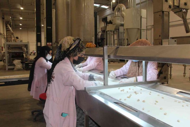 Siirt’ten Çin’e Yarım Milyon Dolarlık Fıstık İhracatı Yapıldı