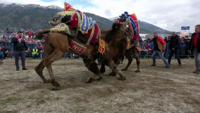 Türkiye’deki 5 Bin Deveyi Ezbere Biliyor