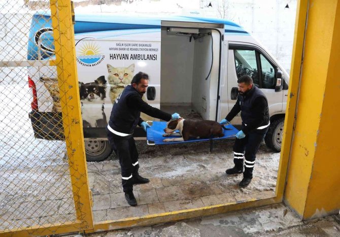Van Büyükşehir Belediyesi Yasaklı Irk Köpekleri Ücretsiz Kısırlaştıracak