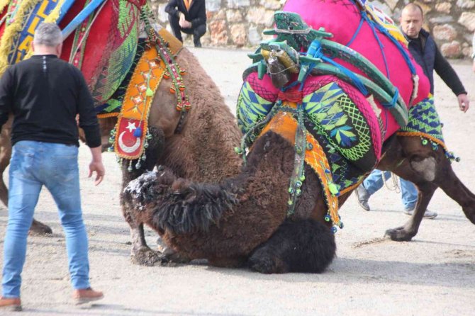 Bodrum’da Deve Güreşlerine Yoğun İlgi