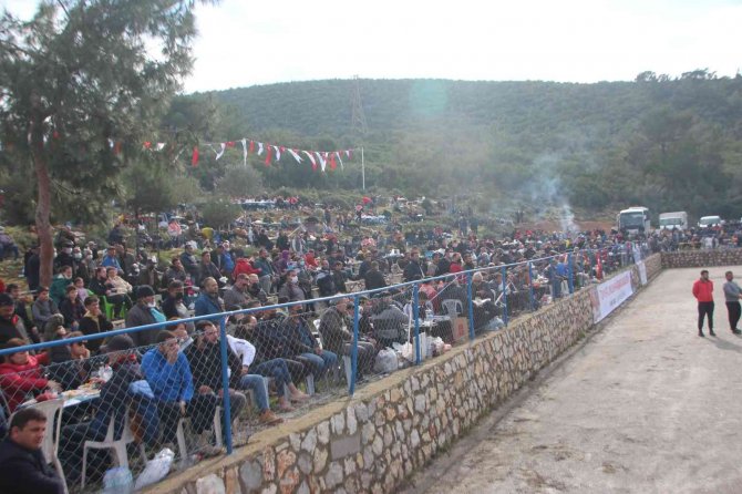 Bodrum’da Deve Güreşlerine Yoğun İlgi