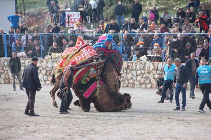 Bodrum’da Deve Güreşlerine Yoğun İlgi