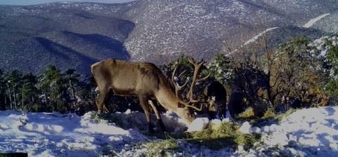 Kızıl Geyiklerin Muhteşem Görüntüsü Belgeseli Aratmadı