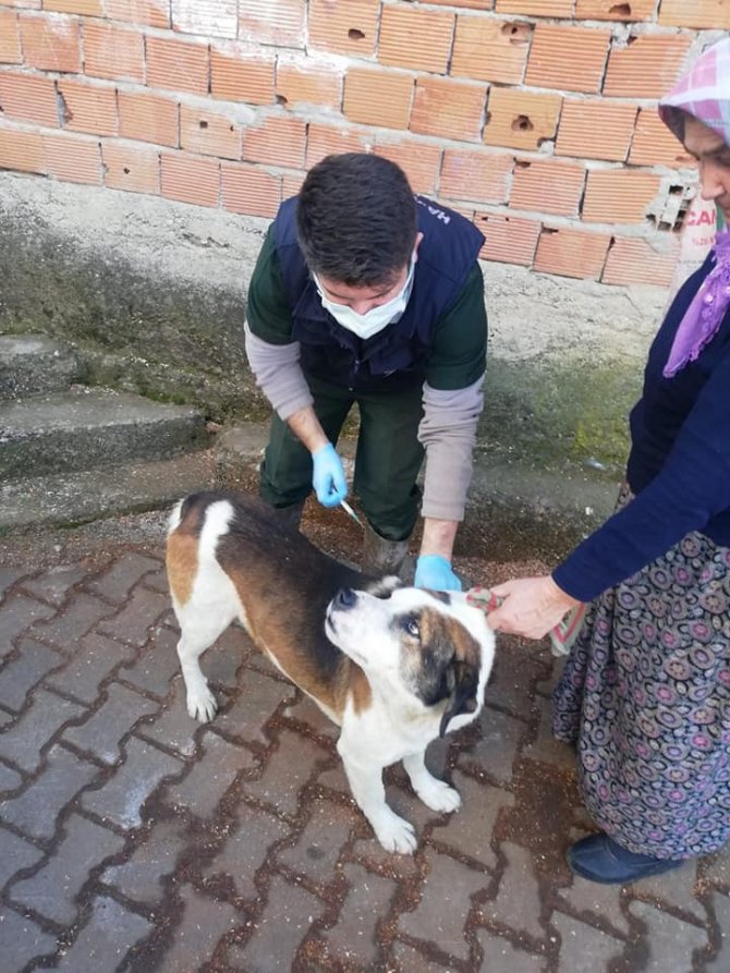 Köylülerin Kedi Ve Köpeklerine Kuduz Aşılaması Yapıldı