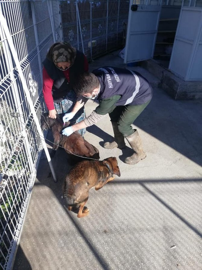 Köylülerin Kedi Ve Köpeklerine Kuduz Aşılaması Yapıldı