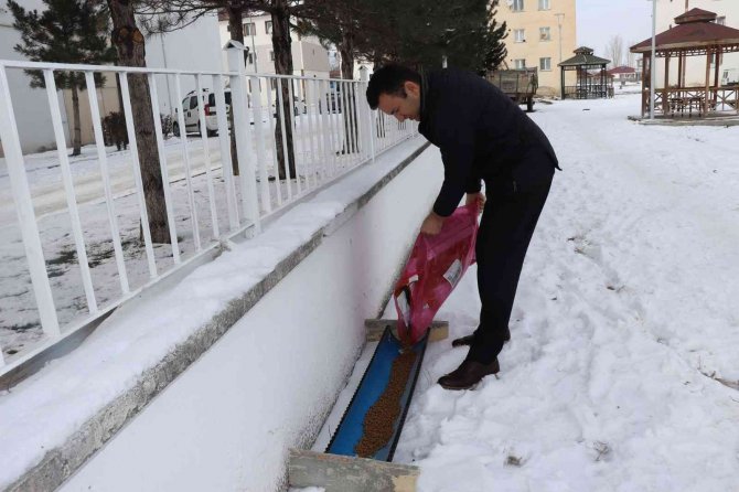 Kaymakam Sokak Hayvanlarını Unutmadı