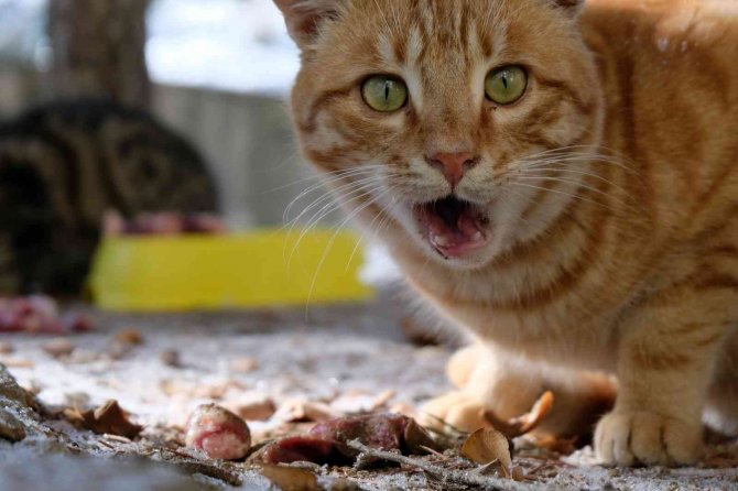 Hayvansever Psikolog Örnek Oluyor