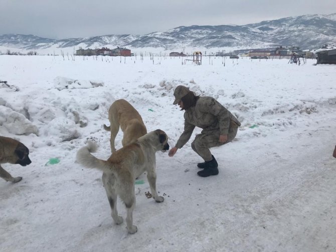 Jandarma Sokak Hayvanlarını Unutmadı