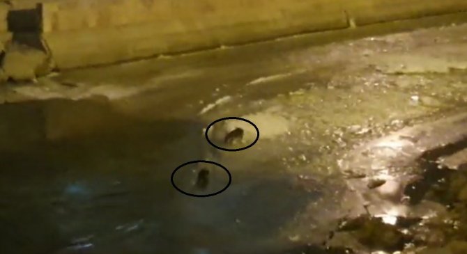 Nesli Tükenmekte Olan Su Samurları Çoruh Nehrinde Görüldü