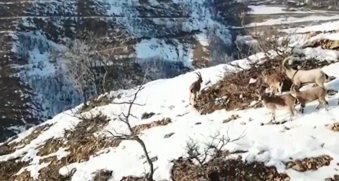 Tunceli’de Doğaya Yem Bırakıldı, Dağ Keçileri Akın Etti