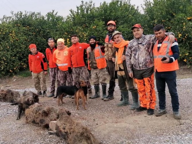 Domuzlardan Bıkan Üreticiler, Avcılardan Yardım İstedi