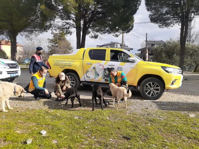 Sokak Hayvanları Yalnız Değil