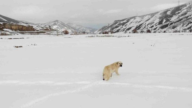 Kar Şaşkınlığı Yaşayan Köpeğin Sevimli Halleri