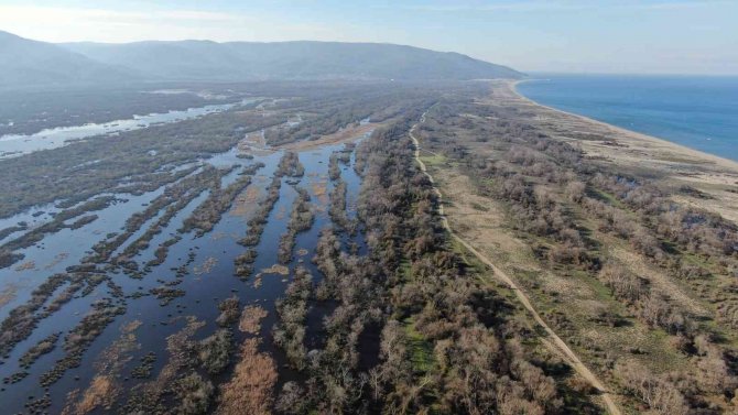 Karacabey Longoz Ormanları Suyla Buluşmaya Başladı