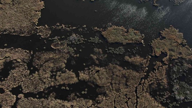 Karacabey Longoz Ormanları Suyla Buluşmaya Başladı
