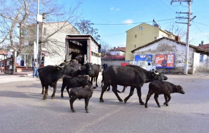 İ̇nönü’de Manda Kaymağı Ve Yoğurdunun Üretimine Büyük Destek