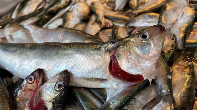 Bu Balık Pek Bilinmiyor Ama Mangalları Söndürüyor