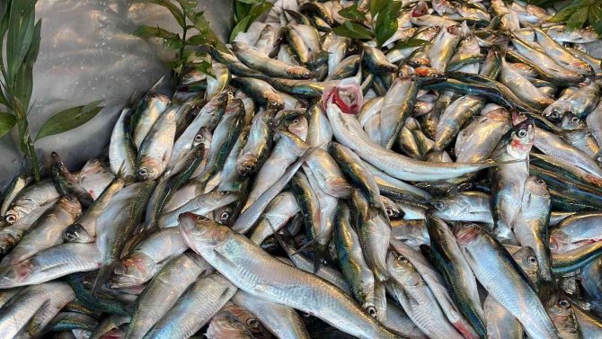 Bu Balık Pek Bilinmiyor Ama Mangalları Söndürüyor