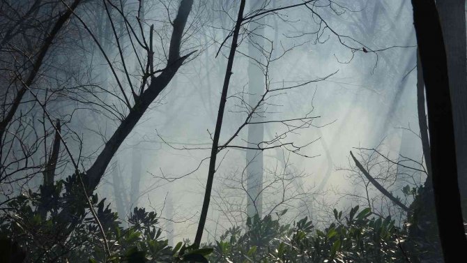 Ordu’da Orman Yangını