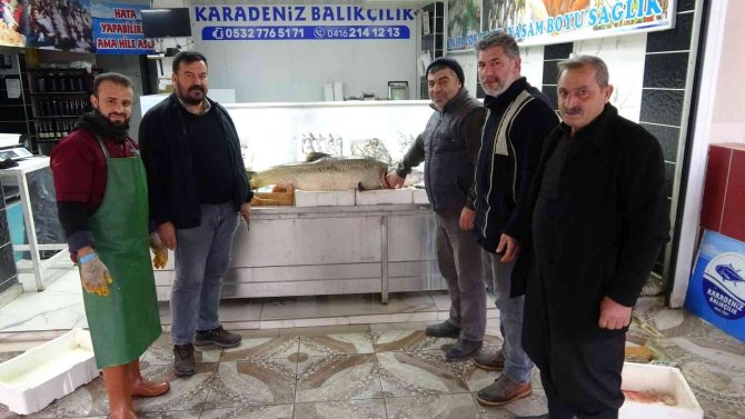 Atatürk Barajında Dev Turna Balığı Yakalandı