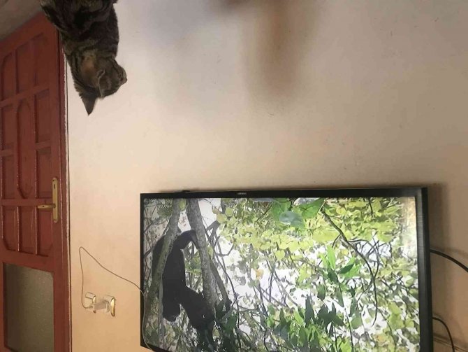 Kendisini Belgesele Kaptıran Kedinin Verdiği Tepki İzleyenleri Güldürdü