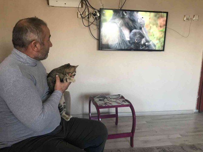 Kendisini Belgesele Kaptıran Kedinin Verdiği Tepki İzleyenleri Güldürdü