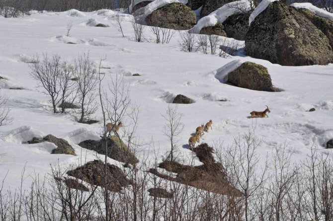 Bingöl’de Yaban Hayvanları İçin Karla Kaplı Dağlara Yem Bırakıldı