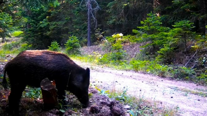 Bolu’nun Yaban Hayatı Fotokapanlara Yansıdı