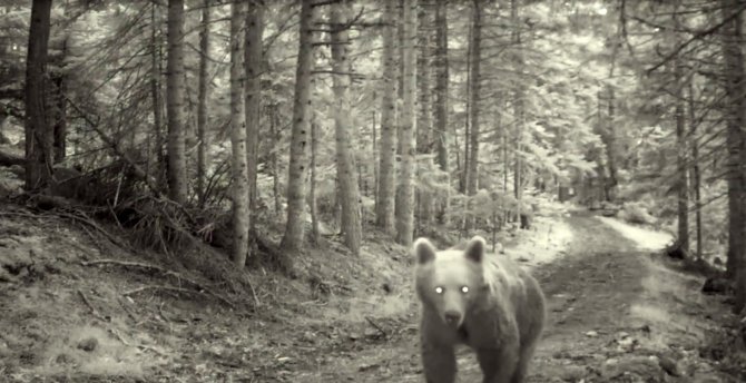 Bolu’nun Yaban Hayatı Fotokapanlara Yansıdı