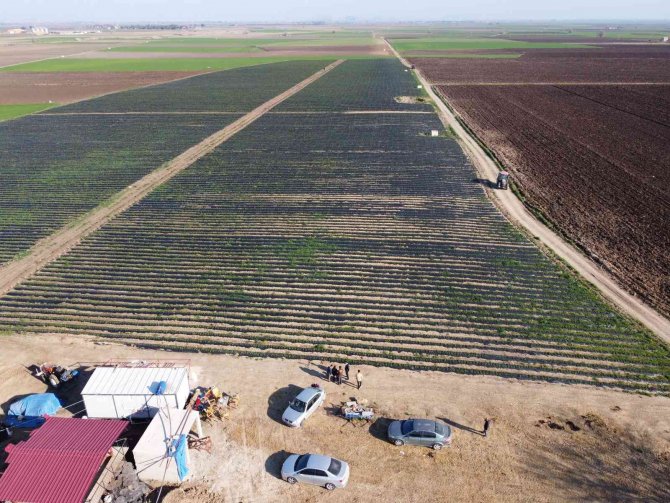 Devlet Eliyle Suyla Buluşan Topraklar, İhraçlık Çilek Yatırımını Getirdi