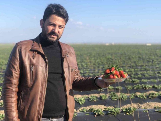 Devlet Eliyle Suyla Buluşan Topraklar, İhraçlık Çilek Yatırımını Getirdi