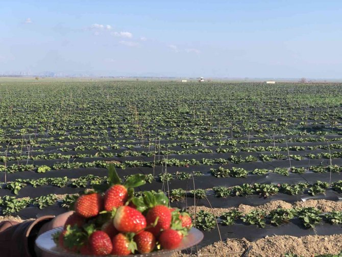 Devlet Eliyle Suyla Buluşan Topraklar, İhraçlık Çilek Yatırımını Getirdi
